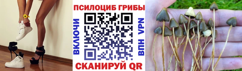 Галлюциногенные грибы MAGIC MUSHROOMS  где можно купить наркотик  Курчалой 