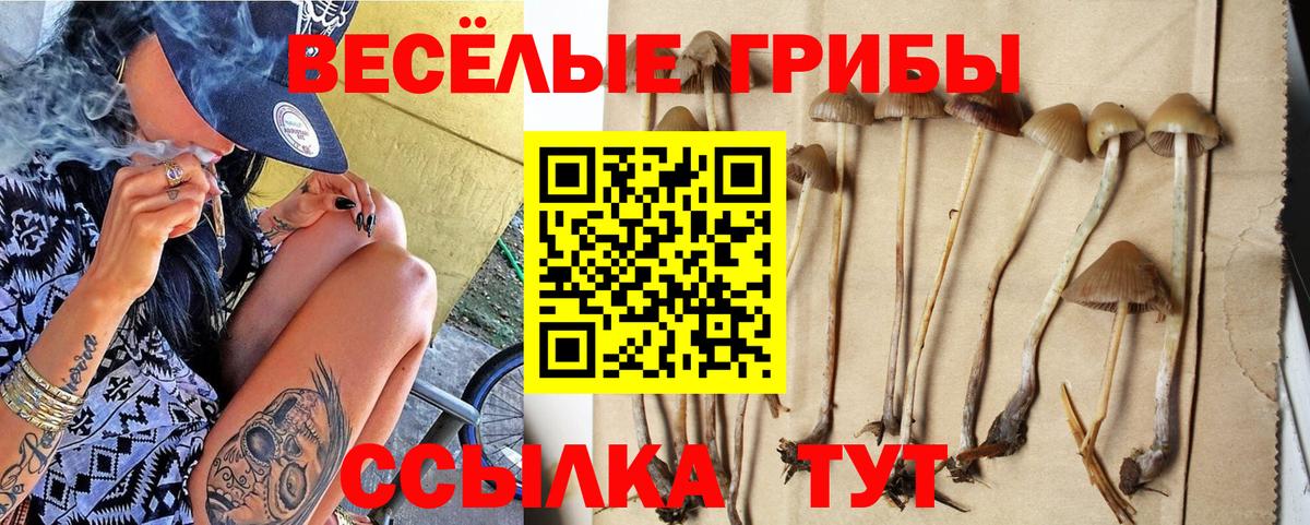 Псилоцибиновые грибы MAGIC MUSHROOMS  Вход с VPN  Псилоцибиновые грибы ЛСД  Курчалой 